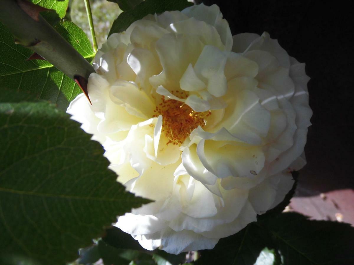 Schlossparkferienwohnungen Rheinsberg Mit Garten ภายนอก รูปภาพ