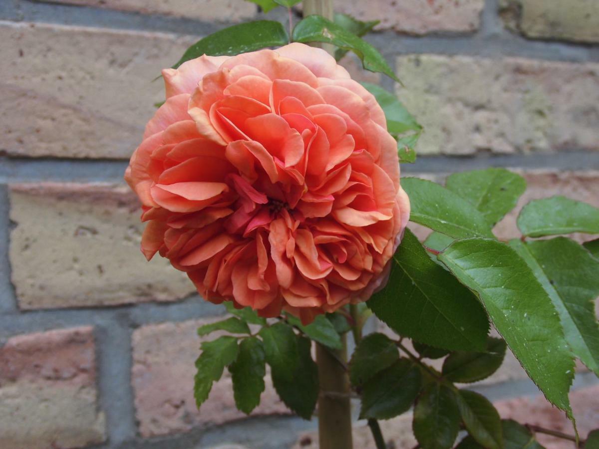 Schlossparkferienwohnungen Rheinsberg Mit Garten ภายนอก รูปภาพ